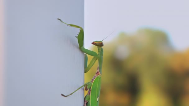 Close-up. Inseto Mantis verde lentamente rastejando ao longo de uma parede de madeira branca — Vídeo de Stock