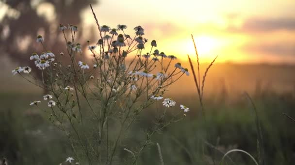 Saubere Ökologie, Wildblumen und Gras bei Sonnenuntergang aus nächster Nähe — Stockvideo