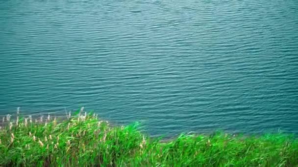 Grama verde no fundo de um lago azul coberto com ondulações finas — Vídeo de Stock