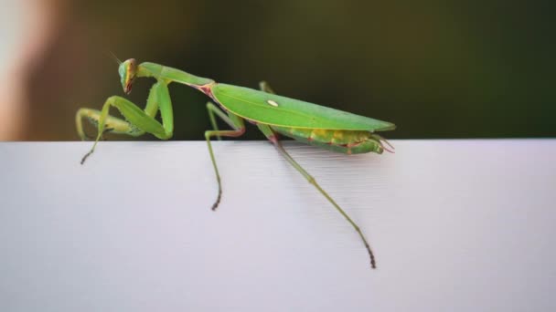 Närbild. Insekt Grön mantis kryper långsamt längs en vit trävägg — Stockvideo