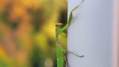 Yakın plan. Böcek Yeşil Peygamberdevesi yavaşça beyaz tahta bir duvarda sürünüyor.