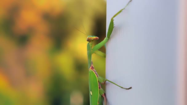 Κοντινό πλάνο. Έντομα πράσινο mantis αργά σέρνεται κατά μήκος ενός λευκού ξύλινου τοίχου — Αρχείο Βίντεο