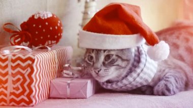 2022 Kırmızı Noel Baba şapkalı gri bir tekir kedi ve eşarp hediyeler arasında yatıyor