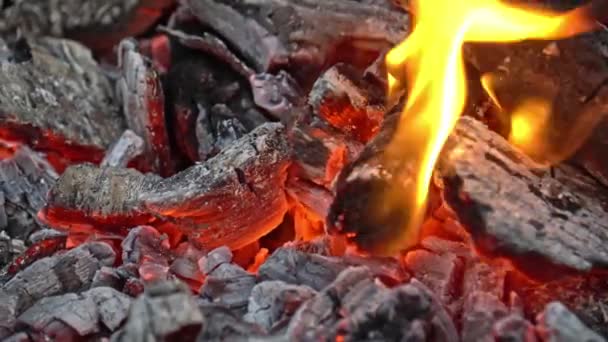 Огонь: пылающее дерево и Эмберс на пикнике под открытым небом — стоковое видео