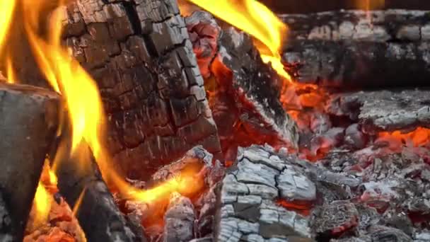 Fogo: Uma árvore em chamas e Embers em um piquenique ao ar livre — Vídeo de Stock