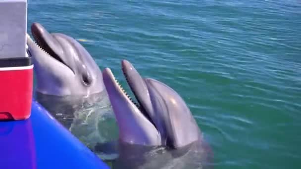 Обучение и кормление дельфинов в открытом море — стоковое видео