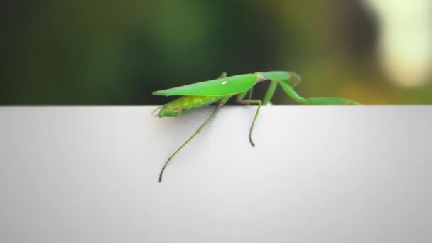 Närbild. Insekt Grön mantis kryper långsamt längs en vit trävägg — Stockvideo
