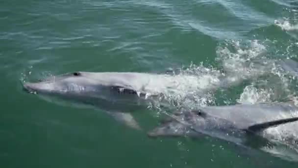 Capacitación y alimentación de delfines en alta mar — Vídeo de stock
