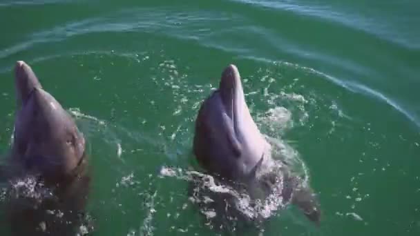 Delfíni předvádějí triky. Legrační delfíni krouží ve vodě — Stock video