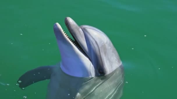 Dolphin peeps out of sea water on a sunny day — Stock Video