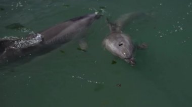 Vahşi doğa. Yunuslar güneşli bir günde yüzerler, dalarlar ve su sıçratırlar.