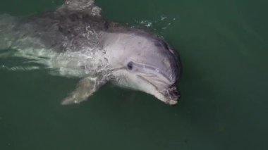 Vahşi doğa. Yunus, güneşli bir günde yeşil deniz dalgasından gizlice bakar.