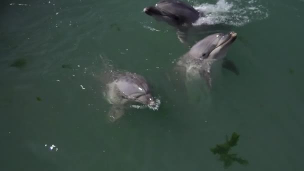 Naturaleza salvaje. Los delfines nadan, bucean y chapotean en el agua del mar en un día soleado — Vídeo de stock
