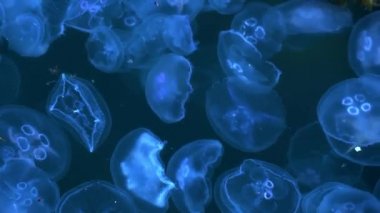 Parlayan neon denizanaları deniz tabanında deniz suyunda yüzerler.