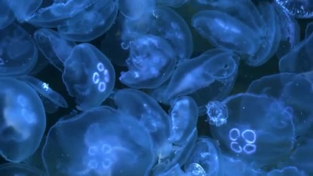 Um bando de medusas brilhantes nadam na água do mar — Vídeo de Stock