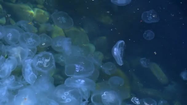 A flock of blue jellyfish swims in the sea against the background of the seabed — Stock Video