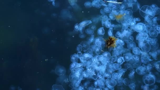 발광하는 해파리 떼가해 수에서 헤엄치고 있다 — 비디오