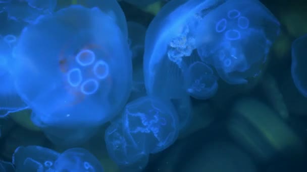 在海床的背景下，发光的霓虹灯水母在海里游动 — 图库视频影像