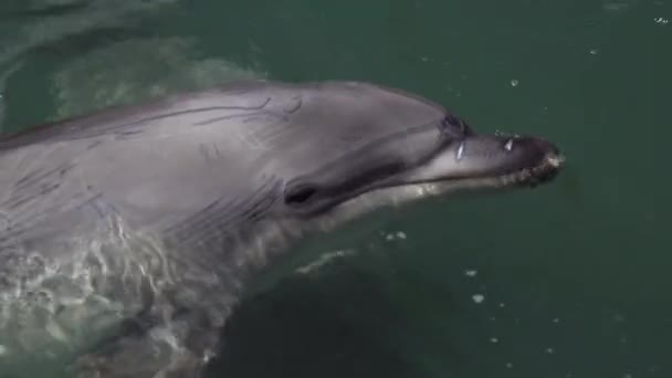 Wild nature. Dolphins swim, dive and splash in the sea water on a sunny day — Stock Video