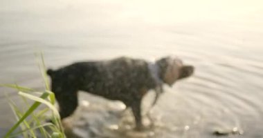 Man training his dog tricks by lake