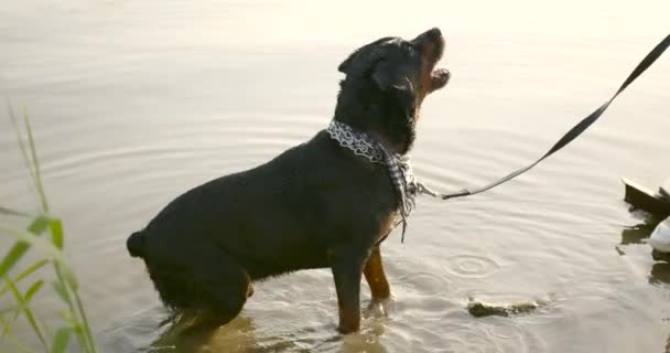 Man training his dog tricks by lake — Stock video