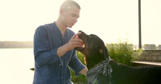 Man hugging and playing with rottweiler dog — Wideo stockowe