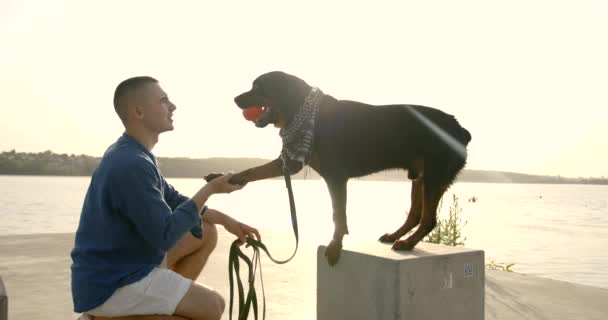 Rottweiler koira antaa tassunsa miehelle — kuvapankkivideo