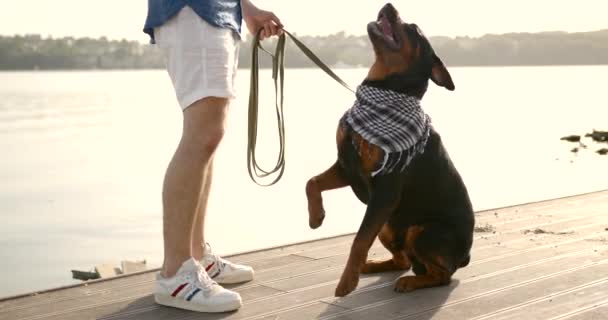 Man training his dog tricks by lake — kuvapankkivideo