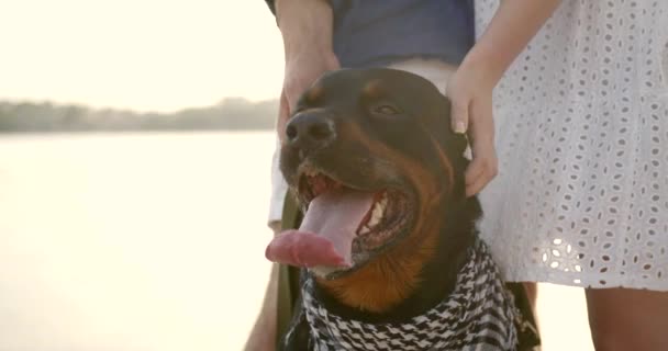 Loving young couple with a dog by lake — Vídeos de Stock