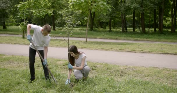 Unga volontärer planterar ett träd tillsammans i parken — Stockvideo