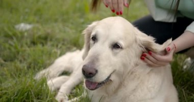 Sevecen bir kadın parkta bir golden retriever 'ı okşuyor.