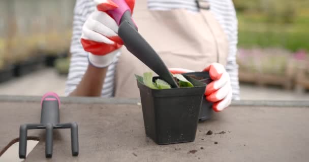 Fleuriste noire femelle transplantant des fleurs en serre — Video