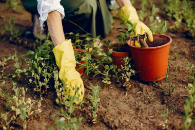 Yaz tarlasında güzel bir kadın