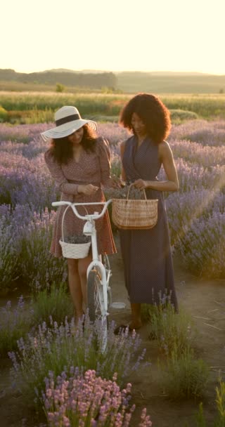 Jóvenes mujeres multirraciales hablando en el campo de lavanda al atardecer — Vídeos de Stock