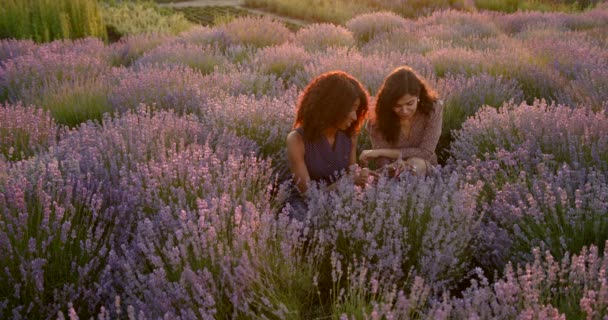 Mujeres jóvenes sentadas en el campo de lavanda al atardecer — Vídeos de Stock