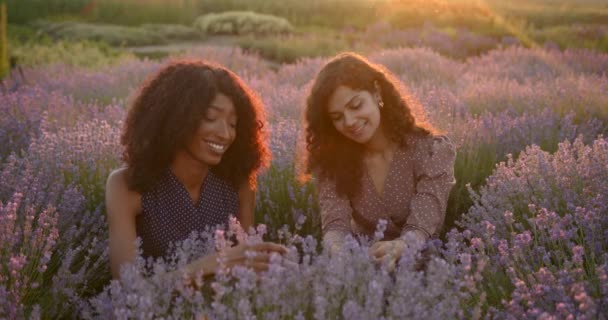 Junge Frauen sitzen im Lavendelfeld bei Sonnenuntergang — Stockvideo