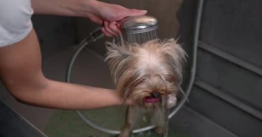 Güzel Yorkshire Teriyerini yıkayan tımarcının yakın görüntüsü