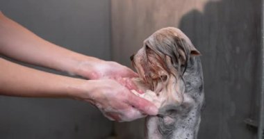 Güzel Yorkshire Teriyerini yıkayan tımarcının yakın görüntüsü