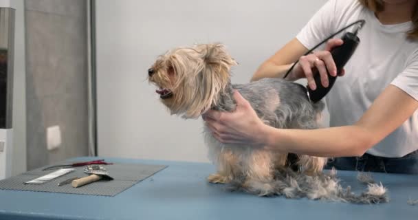 Professional groomer trimming a yourkshire terrier — Stock Video