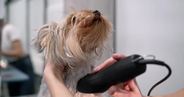 Professionell trimmare trimma en yourkshire terrier — Stockvideo