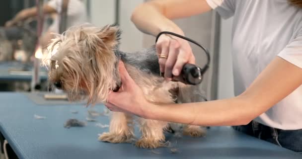 Professional groomer trimming a yourkshire terrier — Wideo stockowe