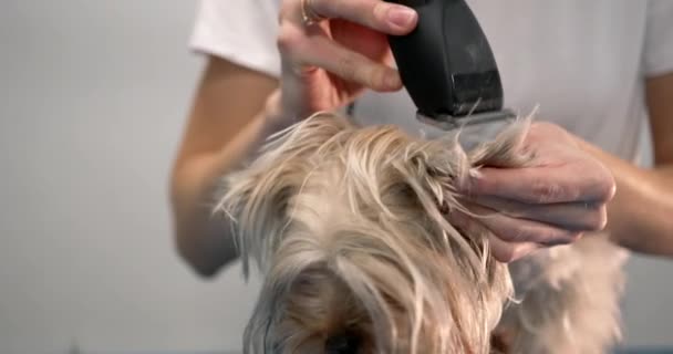 Professional groomer trimming a yourkshire terrier — Stock videók