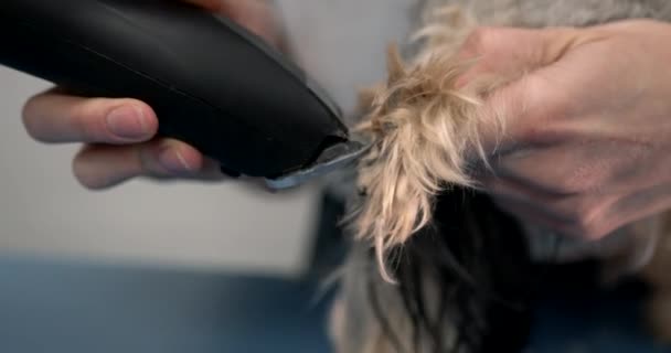 Profesional groomer recortar un yourkshire terrier — Vídeo de stock