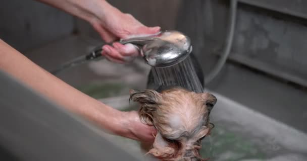 Close-up vista de groomer lavagem bonito yorkshire terrier — Vídeo de Stock