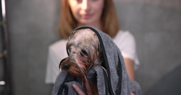 Female groomer drying terrier dog with towel — Wideo stockowe