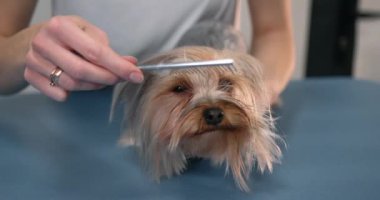 Yorkshire Teriyeri fırçalama işleminden hoşlanıyor