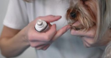 Veteriner hemşire modern klinikte küçük köpeğin pençelerini törpülüyor.