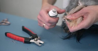 Veteriner hemşire modern klinikte küçük köpeğin pençelerini törpülüyor.