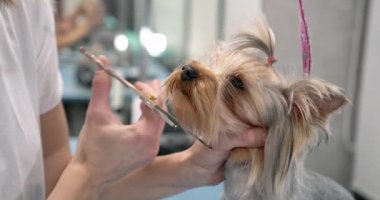 Kadın bakıcı teriyer saçlarını makasla kesiyor.