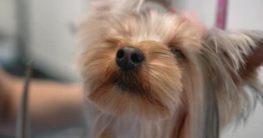 Kadın bakıcı teriyer saçlarını makasla kesiyor.